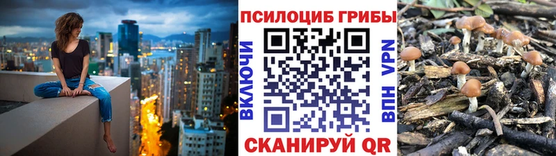 Галлюциногенные грибы Cubensis  что такое   Кимры 